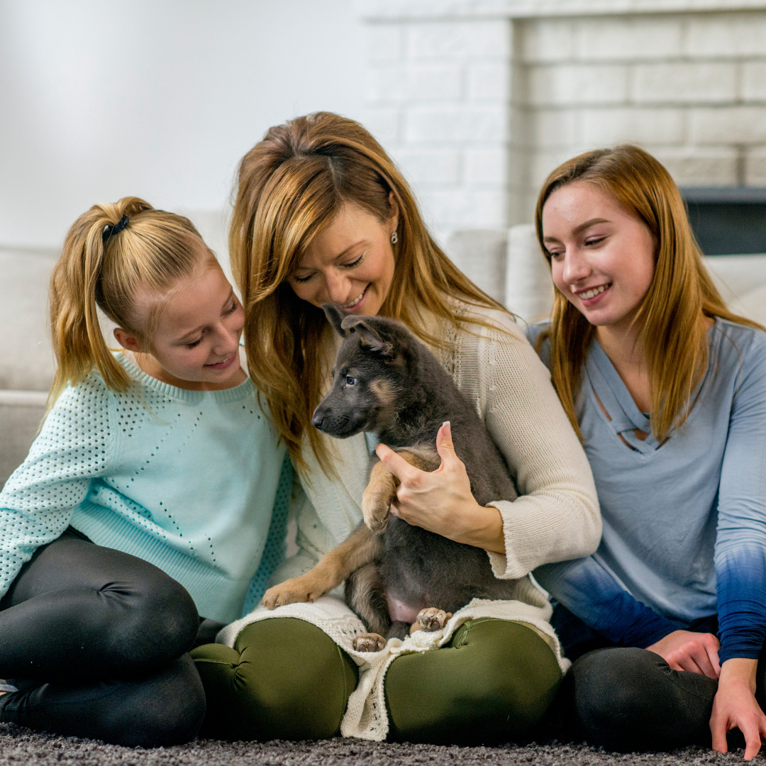 Dresser un border collie de 2 mois, education chiot bouvier bernois, education chiot beauceron, education chiot cocker, dressage chiot epagneul breton, eduquer son chiot au rappel,  dressage chiot malinois, dressage chiot labrador, educateur canin netflix, dresser un chiot berger allemand  